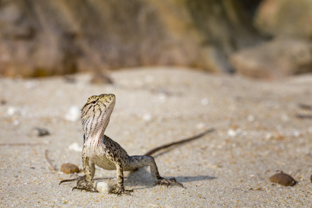 Yellow lizard with stripes. Close up view.の写真素材