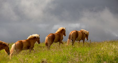 Group of Icelandic horses with yellow manes on a free pasture. Summer in Icelandの写真素材