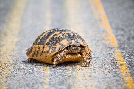 Turtle on the  roadの写真素材