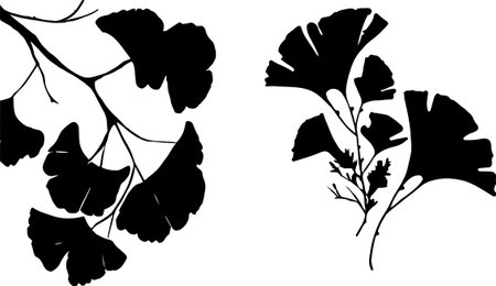 Ginkgo leaves silhouettes on white background. Vector illustration.のイラスト素材