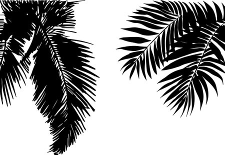 silhouette of palm leaves on a white background, vector illustrationのイラスト素材