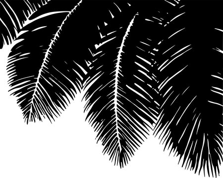 Coconut palm leaf silhouette on white background. Vector illustration.のイラスト素材