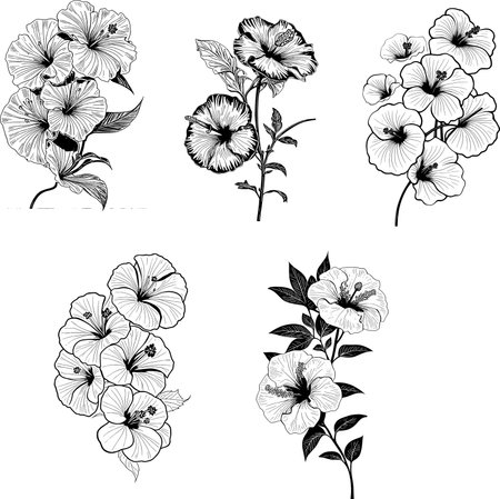Set of black and white hibiscus flowers. Vector illustration.のイラスト素材