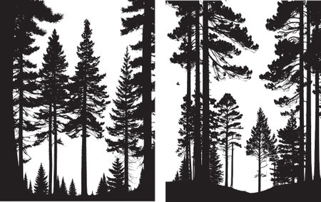 Silhouettes of coniferous trees on a white background.のイラスト素材