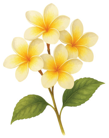 frangipani flowers isolated on white background, vector illustration.のイラスト素材