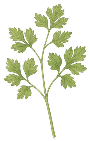 Parsley, also known as parsley. Illustration is isolated on a white background.のイラスト素材