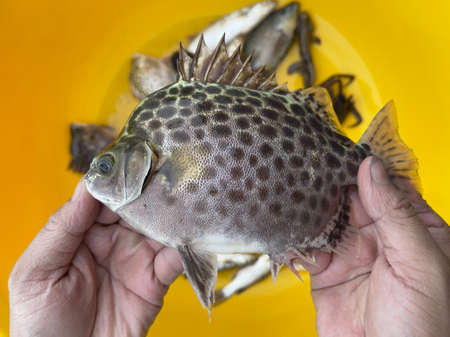 The spotted scat fish, Scatophagus argus