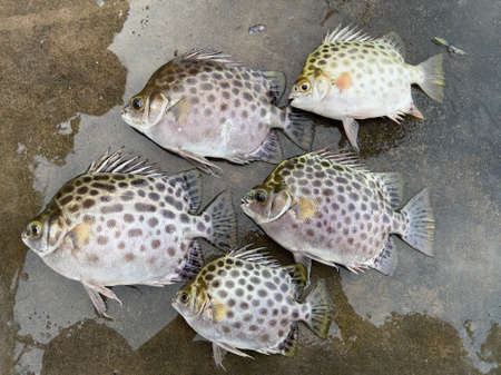 The spotted scat fish, Scatophagus argus