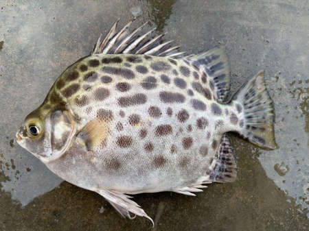 The spotted scat fish, Scatophagus argusの写真素材