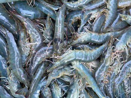 Vietnamese whiteleg shrimp, Penaeus vannameiの写真素材