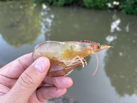 Vietnamese whiteleg shrimp, Penaeus vannameiの写真素材