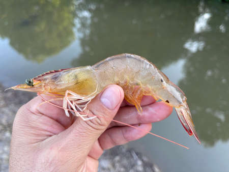 Vietnamese whiteleg shrimp, Penaeus vannameiの写真素材