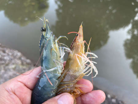 Vietnamese whiteleg shrimp, Penaeus vannameiの写真素材