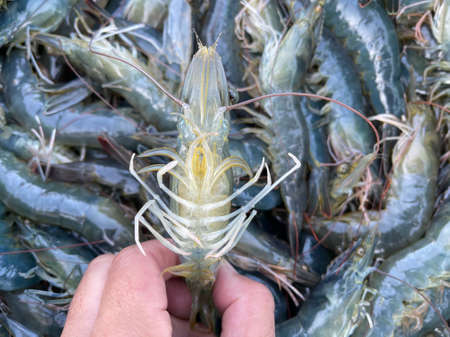 Vietnamese whiteleg shrimp, Penaeus vannameiの写真素材