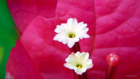 White little bougainvillea flowers in Thailandの写真素材