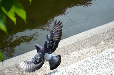 Bird fly with wide wingの写真素材