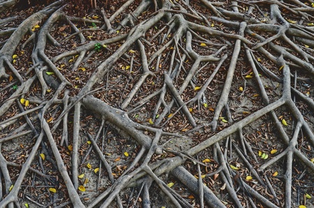 Old root on the ground and dry leaf in the parkの写真素材