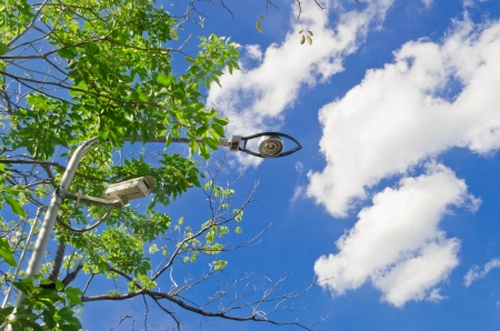 Tree grow with light pole and CCTV on the road in bangkokの写真素材