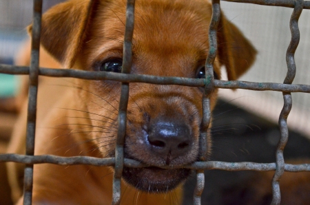 Young dog bite the cage and looking at people who walk aroundの写真素材