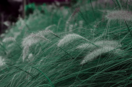 Pastel style of grassの写真素材