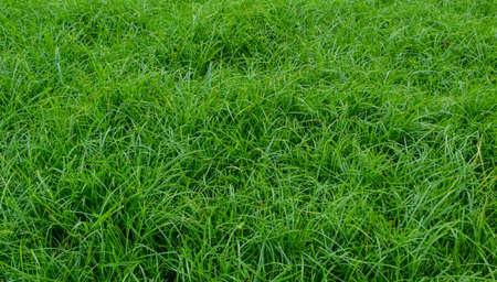 Grass grow on the ground like wallpaperの写真素材