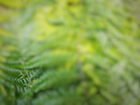 green ferns in the forest, blurred background, abstract background