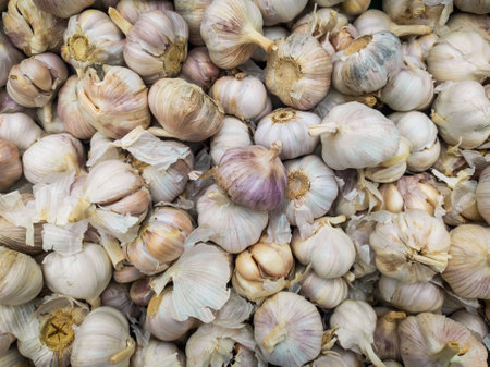 A background of a large number of medium-sized white garlic bulbs. Background from vegetables on a shop window. Harvesting white garlic bulbs.の写真素材
