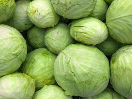 A background of lots of medium sized green cabbage. Background from vegetables on a shop window. Harvesting white cabbage.の写真素材