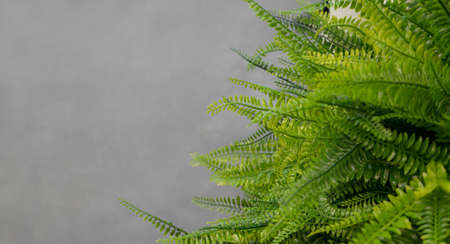 Artificial fern leaves on a gray background.