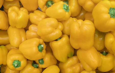 A background of a large number of large pods of sweet yellow pepper (Capsicum annuum). Background...