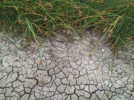 The dried and cracked muddy bottom of a shallow lake, river or swamp. Green reed.