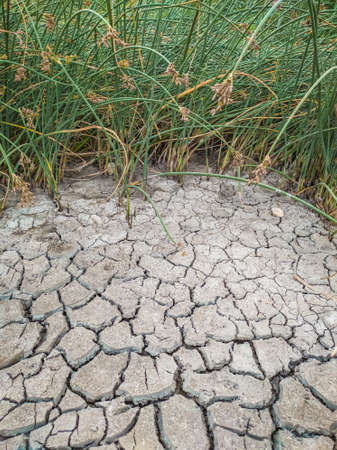 The dried and cracked muddy bottom of a shallow lake, river or swamp. Green reed.