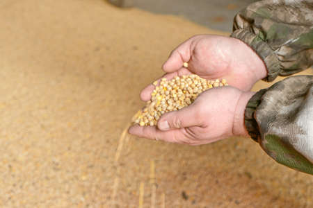 Seeds spill out of hands.の写真素材