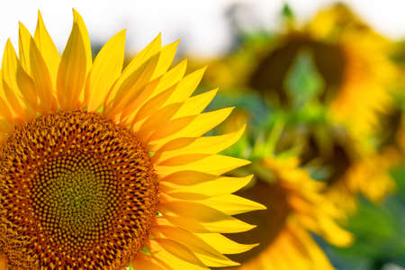 the central part of the sunflower flower in its prime.
