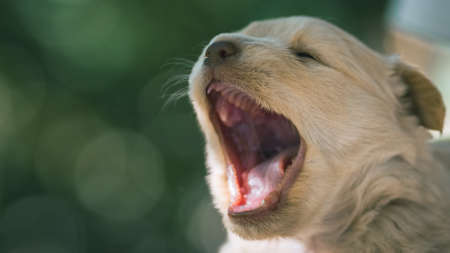 Little beige puppy yawns or barks.