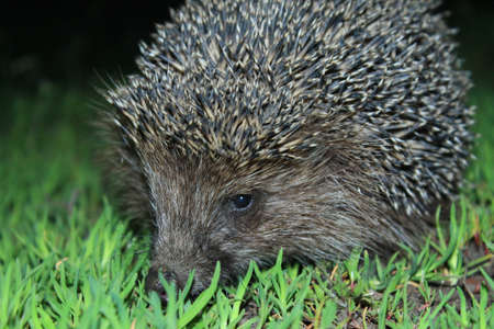 A wild common hedgehog creeps along the green grass at night in search of food. The hedgehog was caught in a camera trap. A beautiful hedgehog looks at the camera.の写真素材