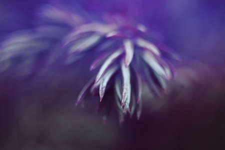 Beautiful abstract background of purple color. Spruce needles close-up.の写真素材