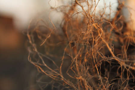 Beautiful abstract background in orange color. Many fine root hairs close-up at sunset.の写真素材