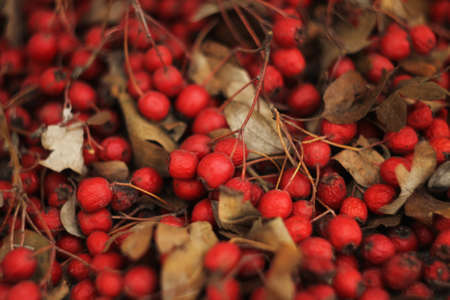 Red ripe hawthorn fruits. Hawthorn bunches partially dried. Hawthorn fruit and some leaves collected for drying.の写真素材