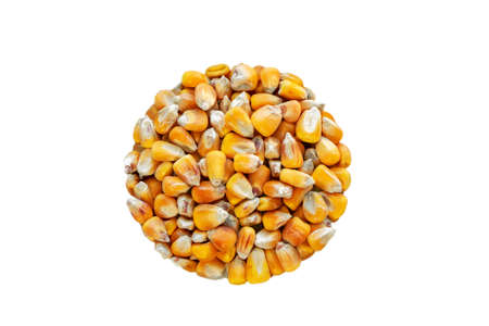 Whole corn seed isolate in the shape of a circle. Cereals, agricultural crops. View from above.