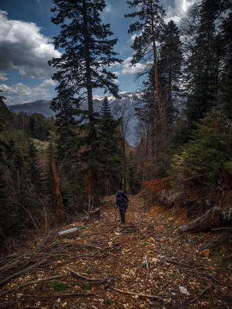 A man hiker with a backpack climbs the path in the woods up the hill. Hiking in the forest.