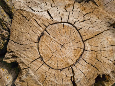 Cross section through a tree trunk. A lot of tree stumps.の写真素材