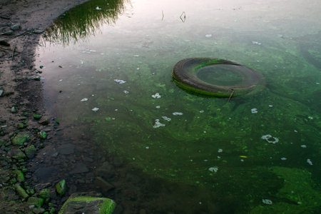 Environmental disaster. An old car tire is lying in a muddy, seaweed pond near the shore. An environmental problem of water pollution.の写真素材
