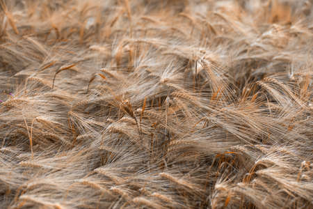 Field of ripened yellow barley. An ear of barley.の写真素材