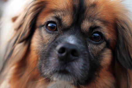 Interested gaze of a beautiful brown dog with brown eyes.の写真素材
