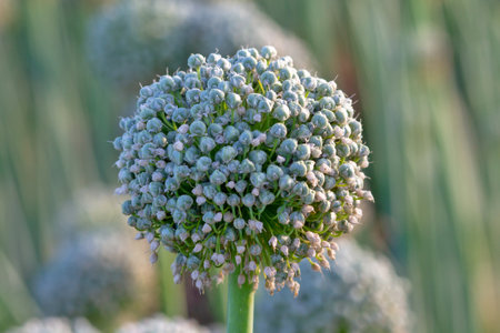 Flower arrow of onion with fruits.の写真素材