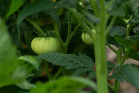 An unripe tomato fruit hangs on a branch. Green tomato fruit.の写真素材