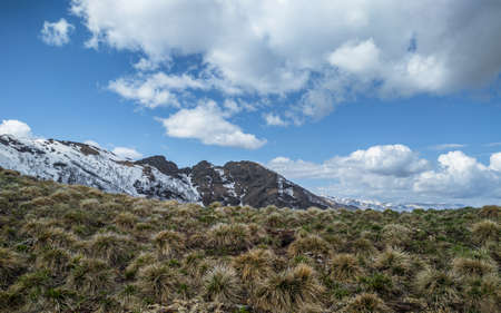 Grass growing in bunches against a background of mountains partially covered with snow and a sky with clouds. Spring mountain landscape.の写真素材