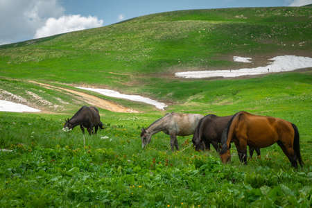 Adult horses graze in alpine meadows. White, black and brown horses. A variety of colors. Snow still lies in the mountains.の写真素材