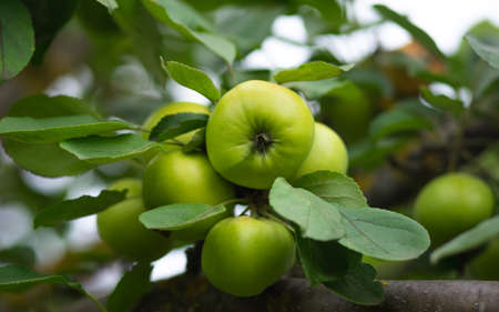 Several unripe fruits of the apple tree hang on a branch. Green applesの写真素材